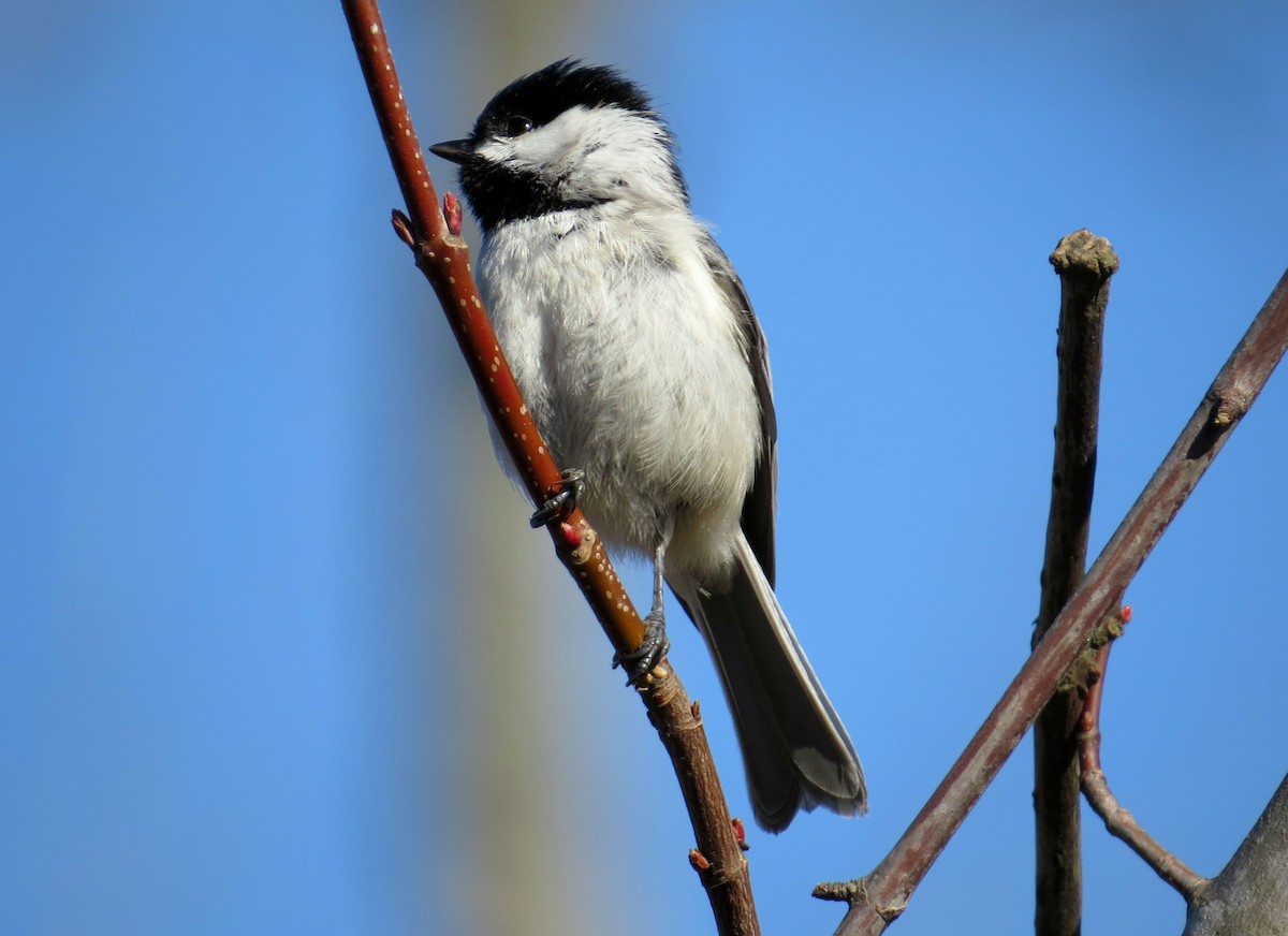 Carolina Chickadee - ML147448951