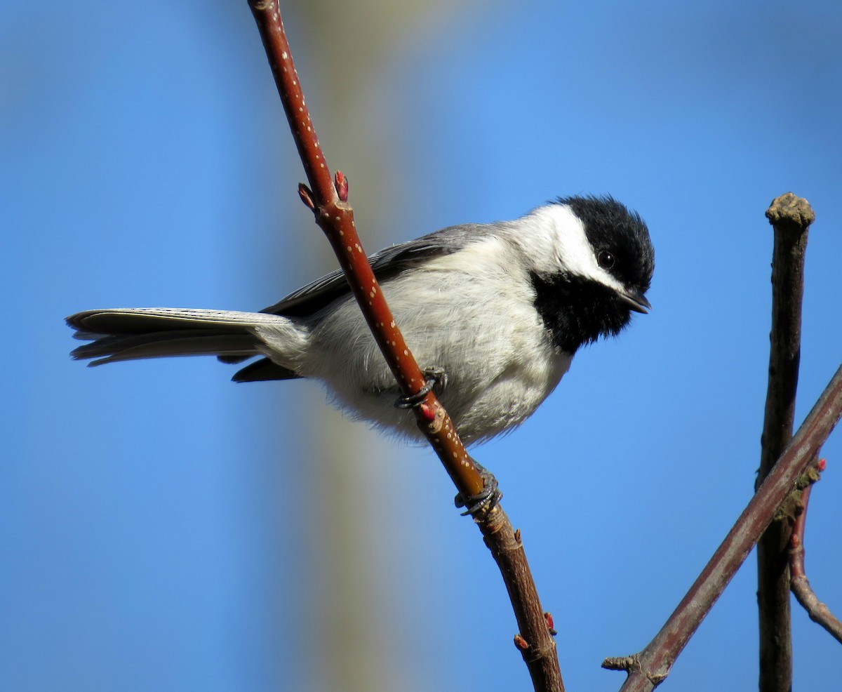 Carolina Chickadee - ML147448971