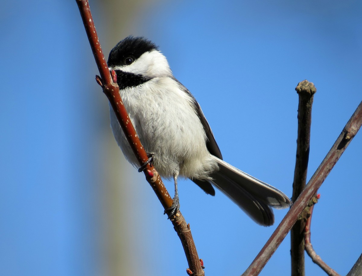 Carolina Chickadee - ML147448981