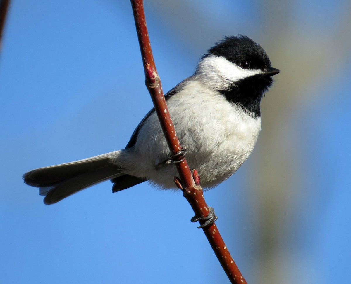 Carolina Chickadee - ML147448991