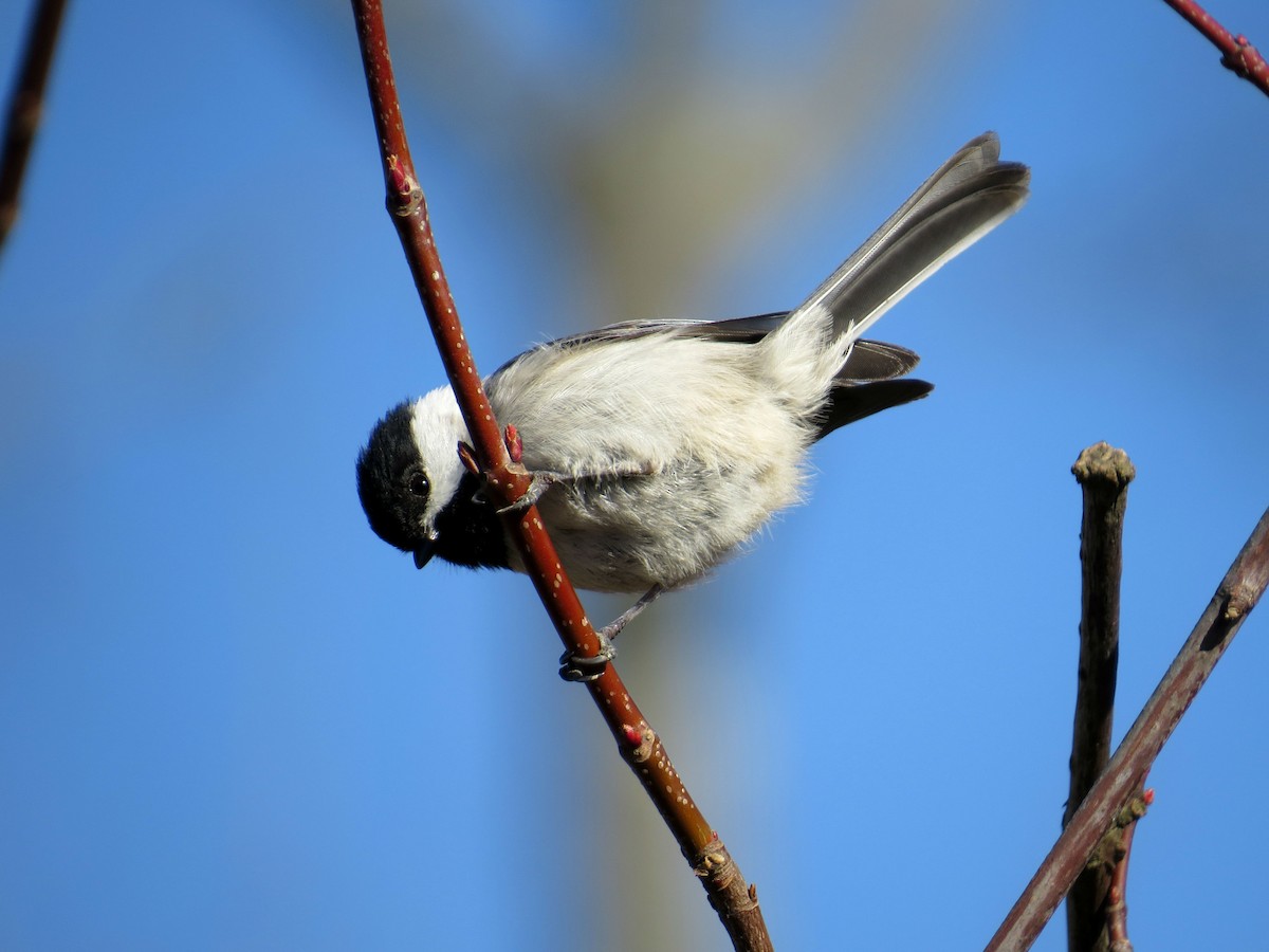 Carolina Chickadee - ML147449001