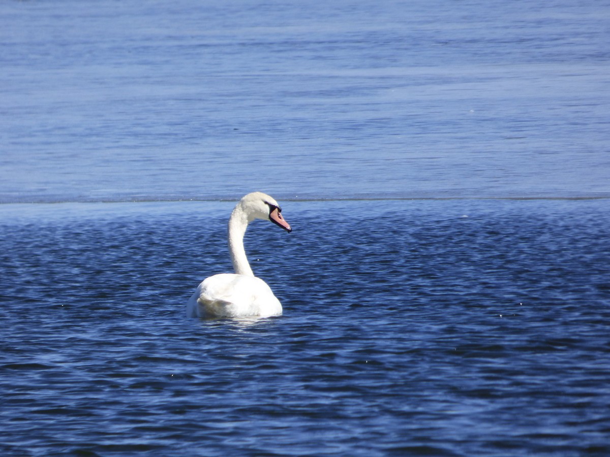 Mute Swan - Ryan Sallmann