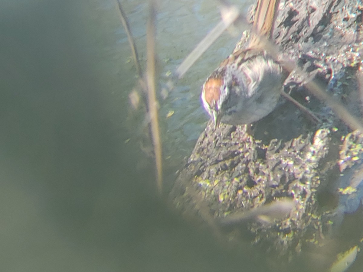 Swamp Sparrow - ML147452021