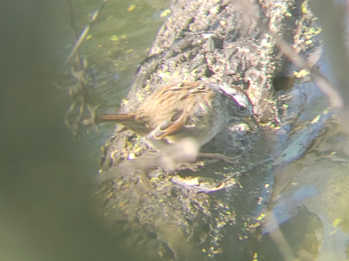 Swamp Sparrow - ML147452031