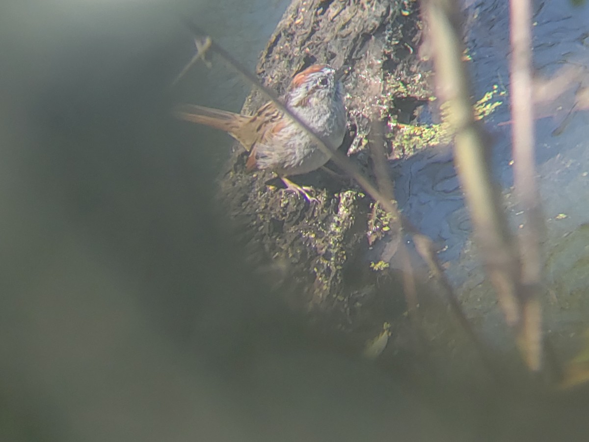 Swamp Sparrow - ML147452051