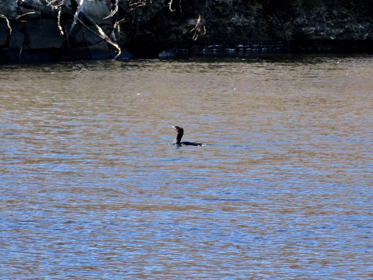 Cormoran à aigrettes - ML147453521