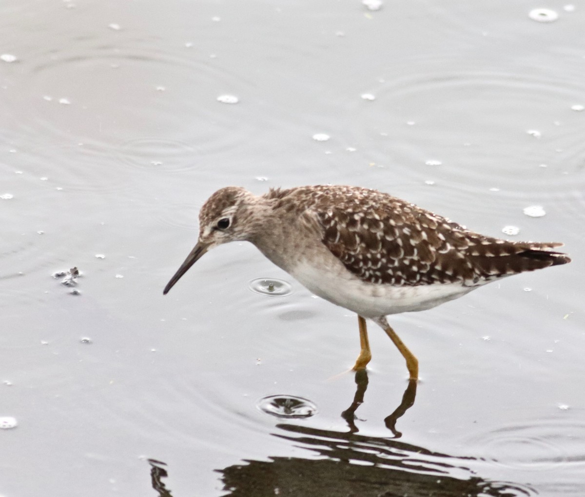 Wood Sandpiper - ML147454921