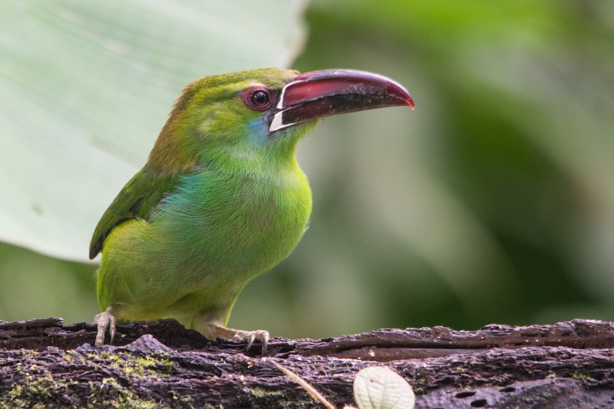 Crimson-rumped Toucanet - ML147456161