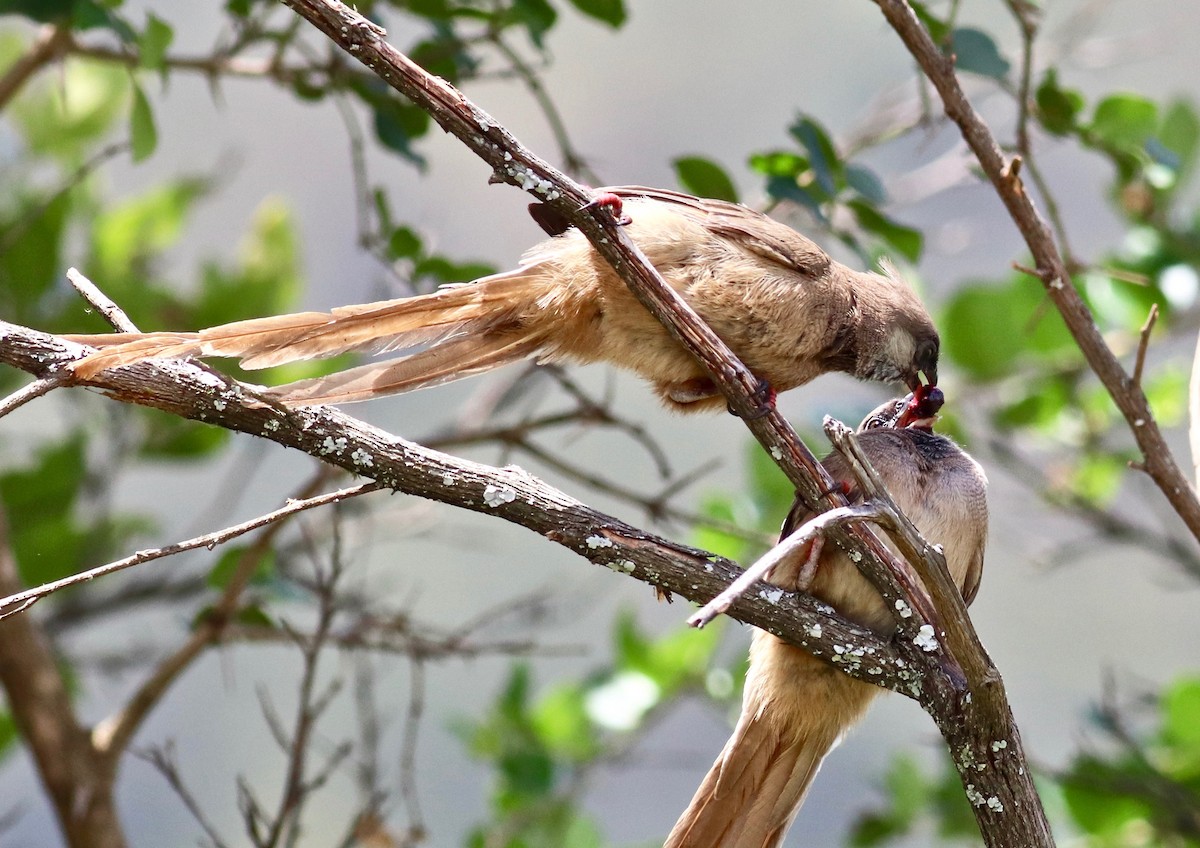 Speckled Mousebird - ML147456301