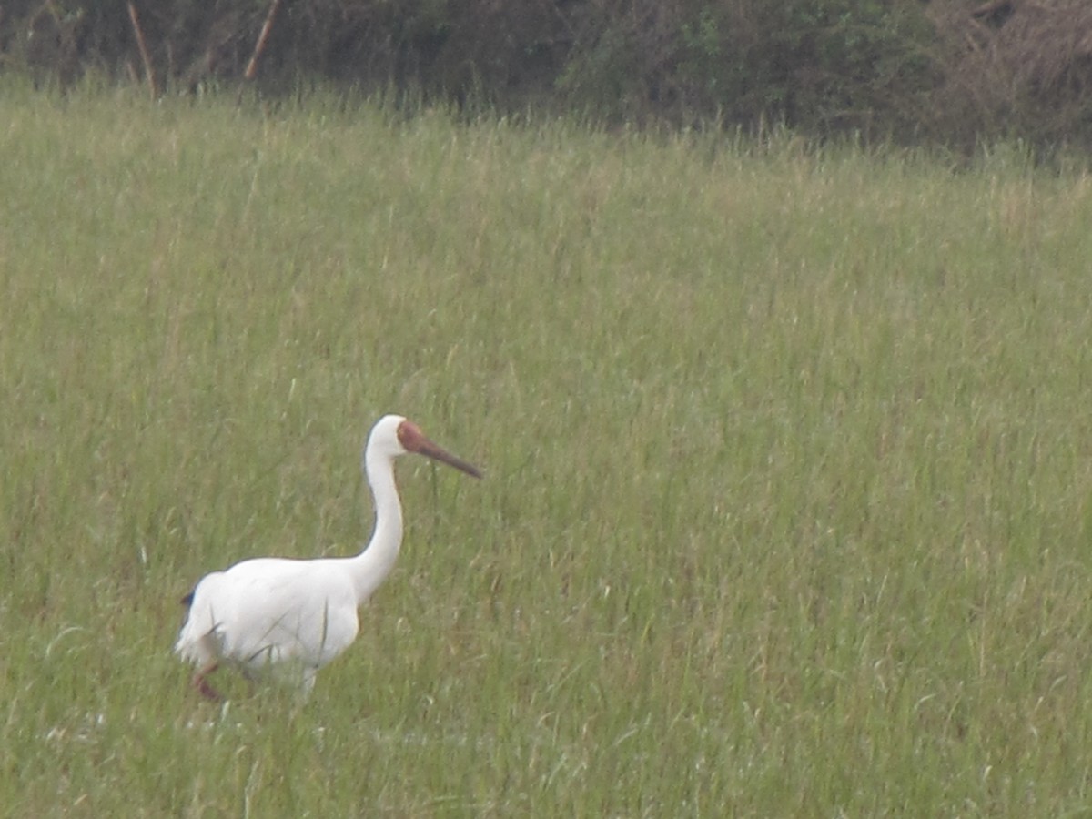 Siberian Crane - Ali Sangchooli