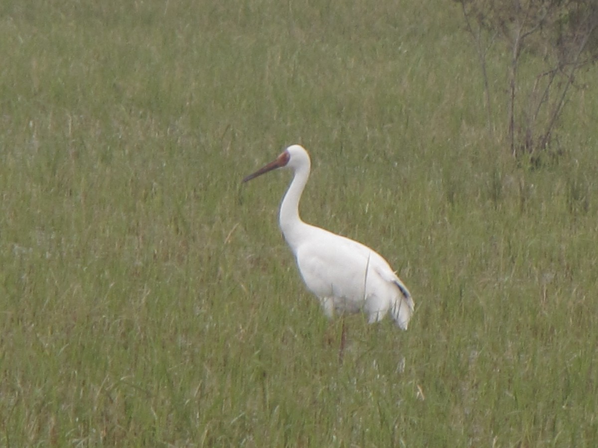 Siberian Crane - Ali Sangchooli