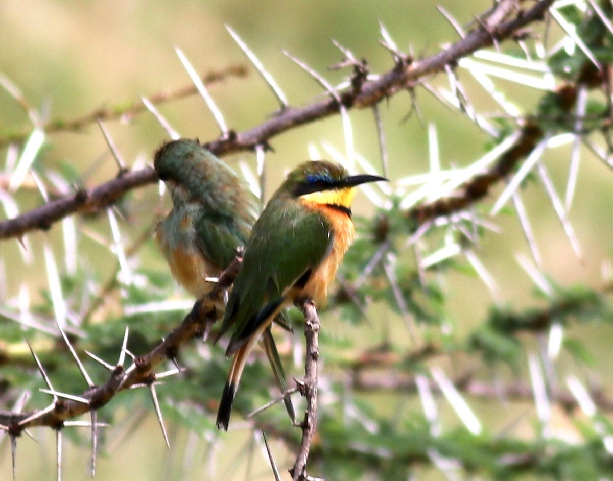 Little Bee-eater - ML147457061