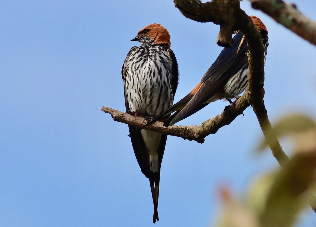 Lesser Striped Swallow - ML147457451