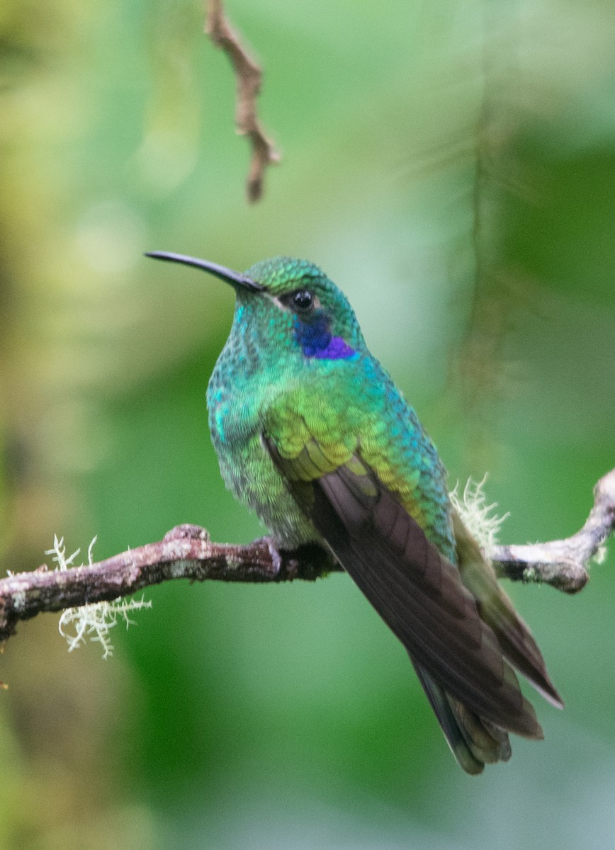 Colibrí Oreja Violeta Menor (andino) - ML147457921