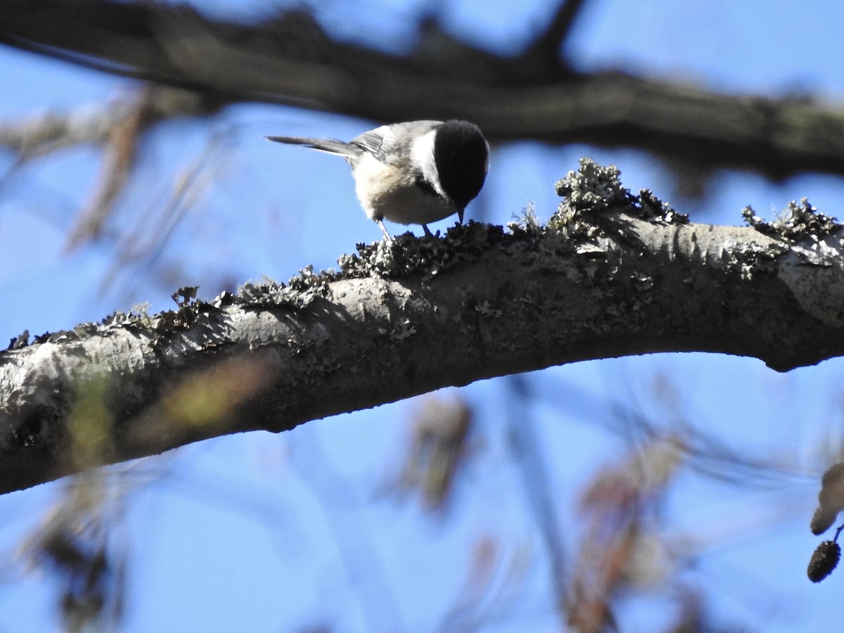 Black-capped Chickadee - ML147457931