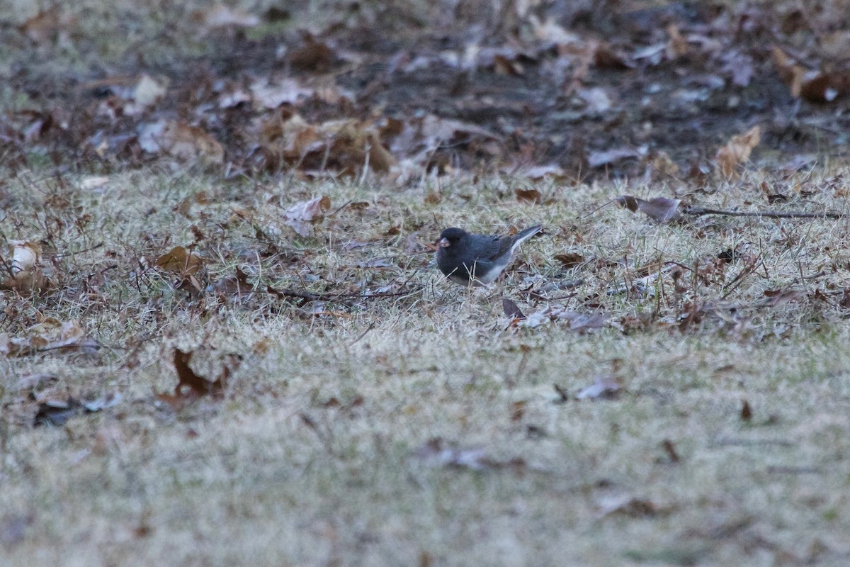 Dark-eyed Junco - ML147458781