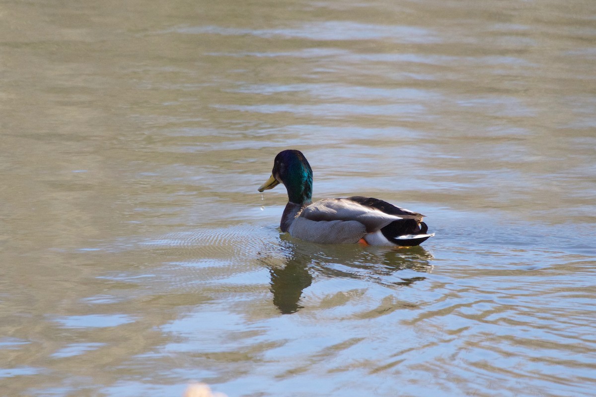 Canard colvert - ML147458851