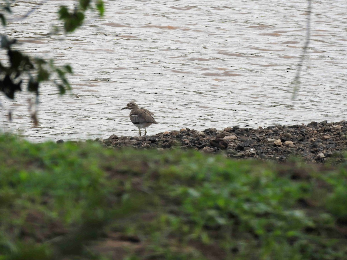 Water Thick-knee - Alan McCoy