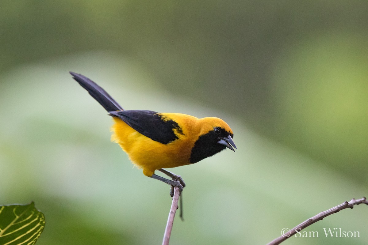 Yellow-backed Oriole - Sam Wilson