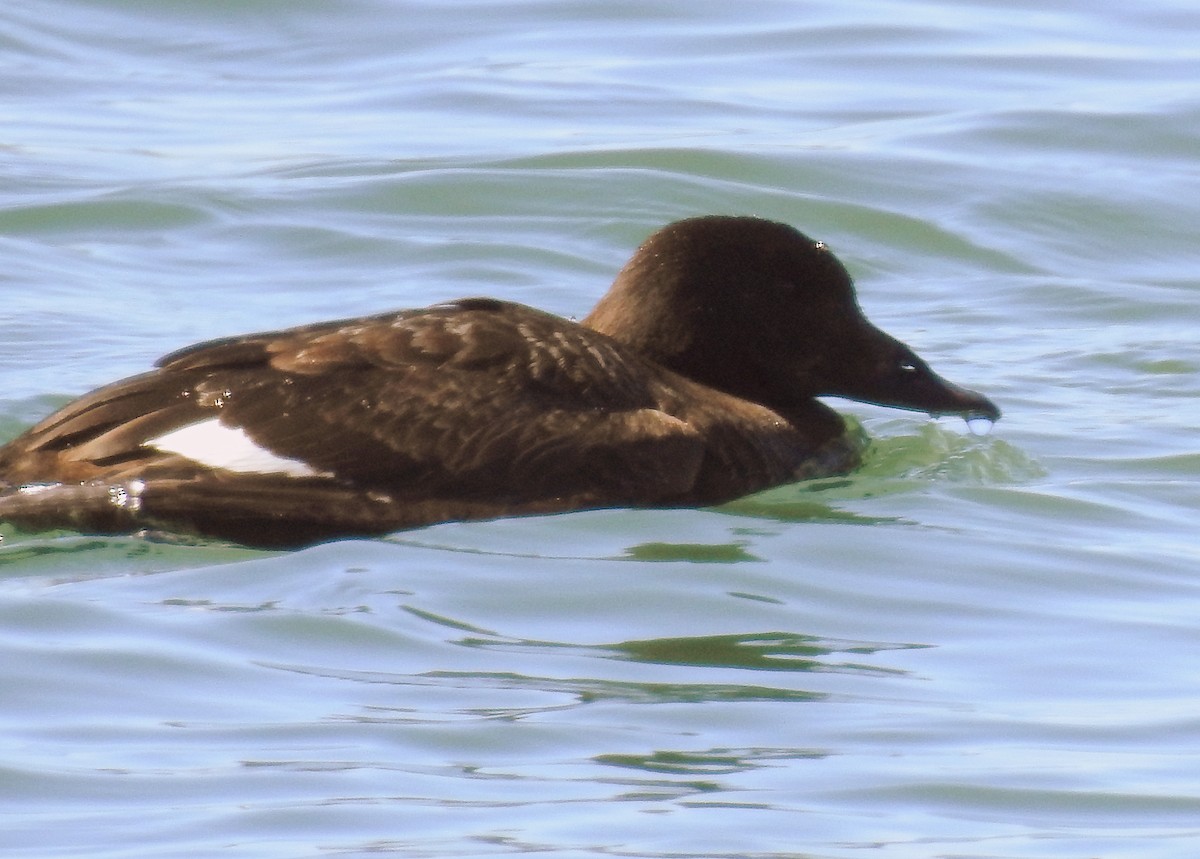 White-winged Scoter - shelley seidman