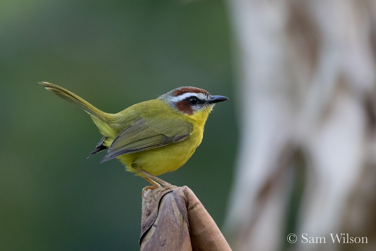 Chestnut-capped Warbler - Sam Wilson