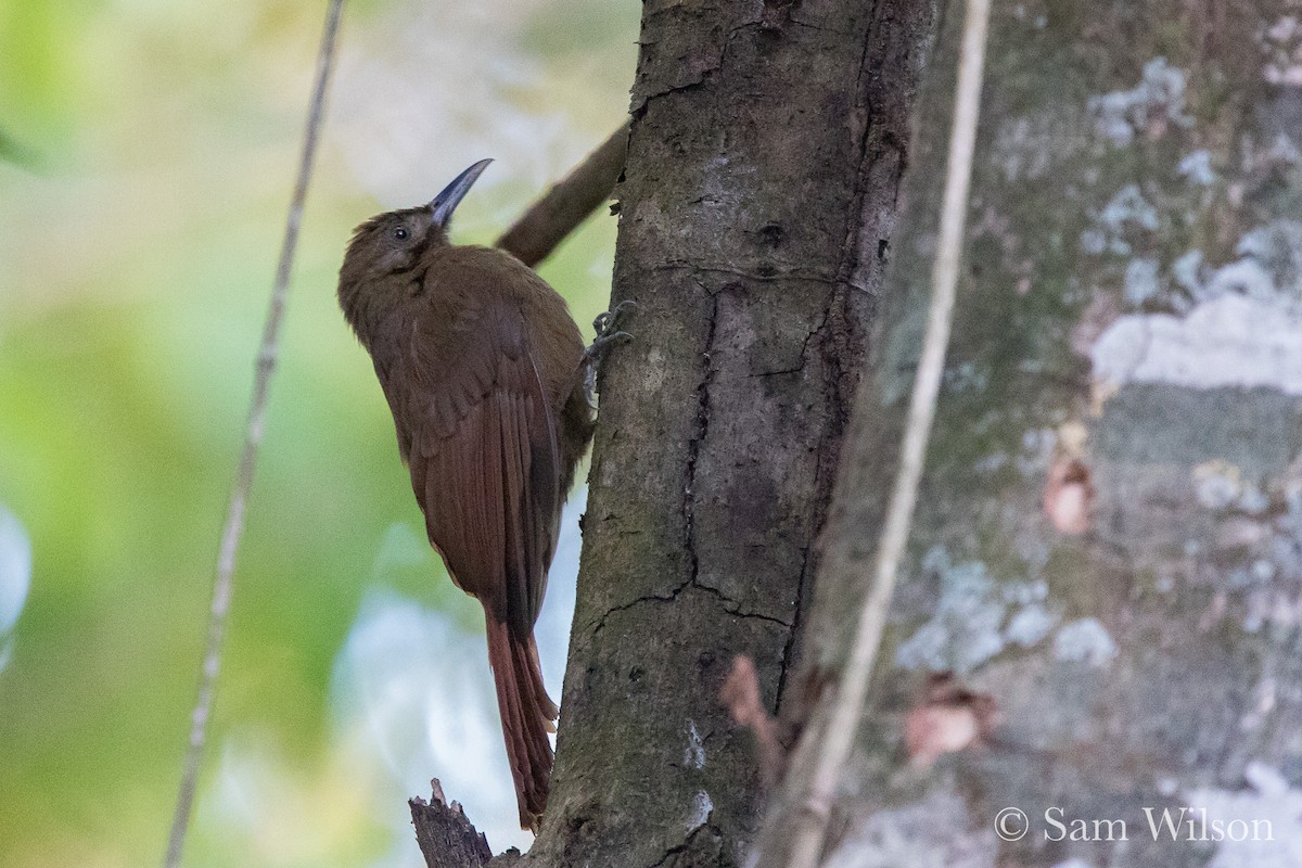 Plain-brown Woodcreeper - ML147463361