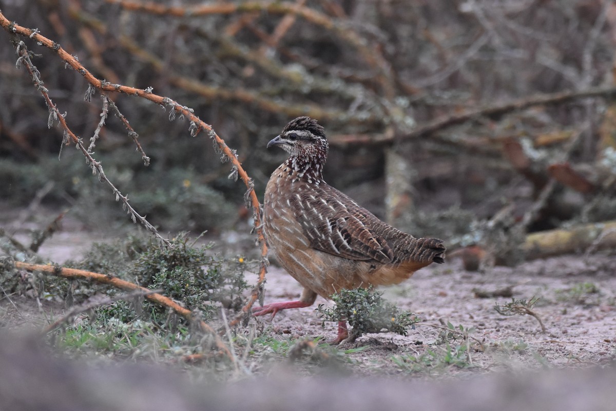 Crested Francolin - ML147463691