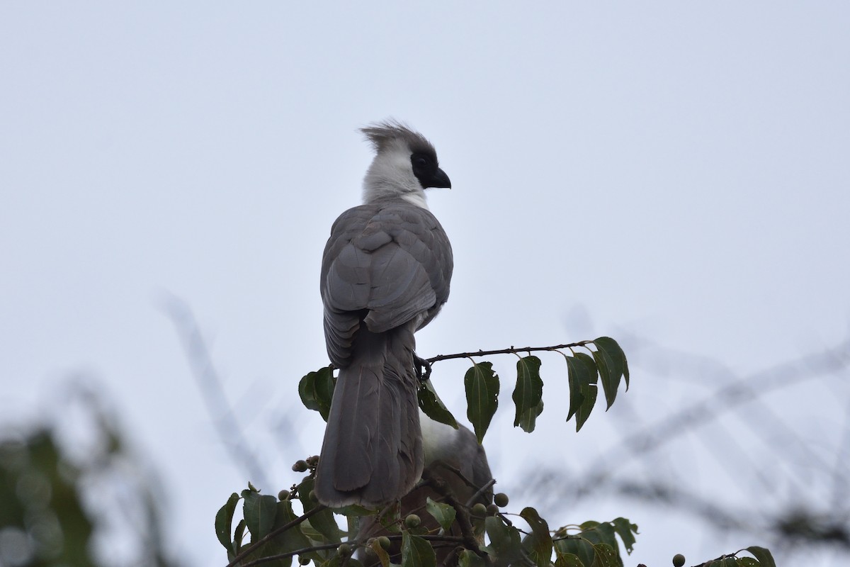 Bare-faced Go-away-bird - ML147465111