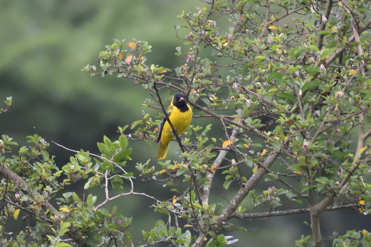 African Black-headed Oriole - ML147465211