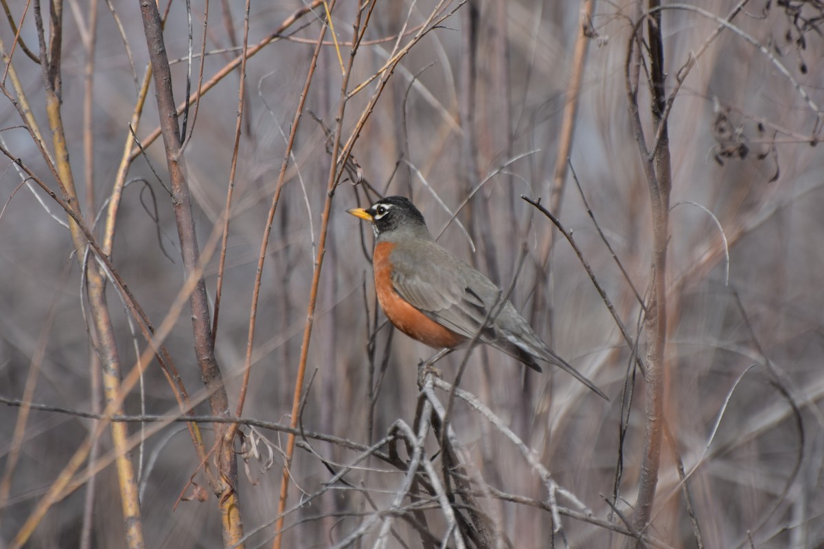 American Robin - ML147465681