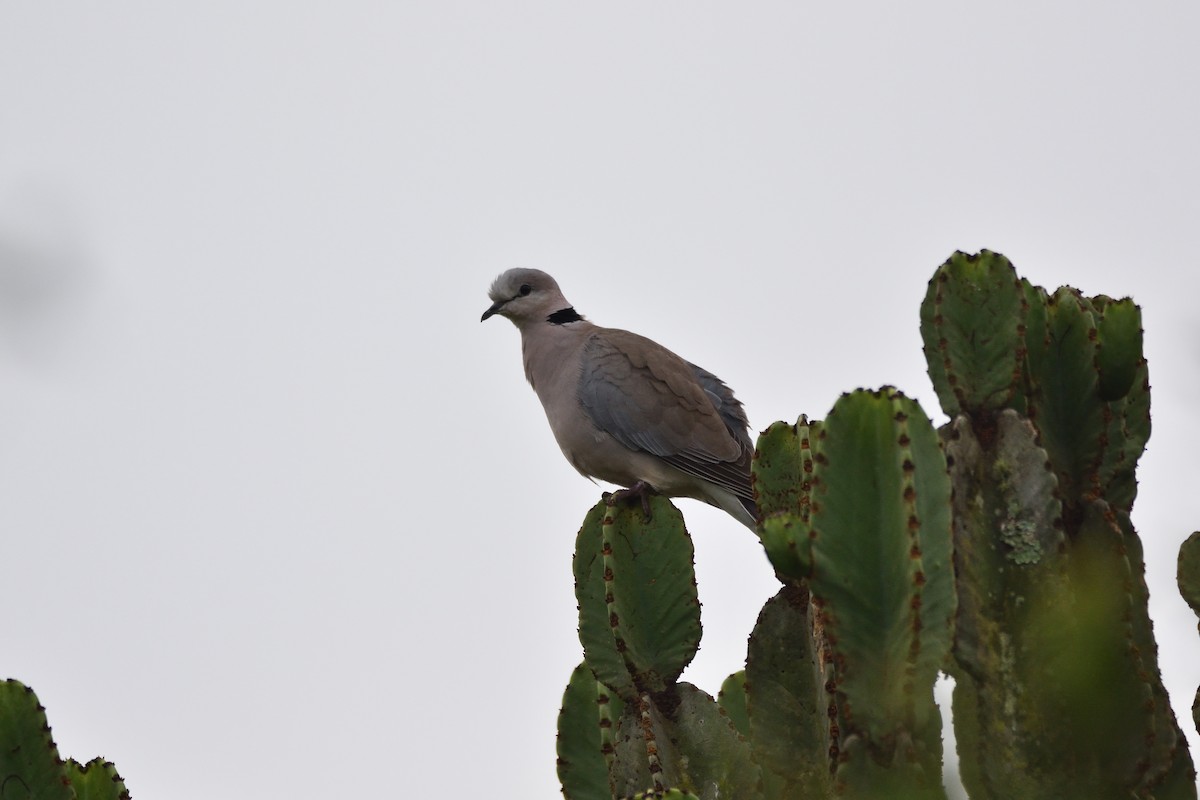 Ring-necked Dove - Santiago Caballero Carrera