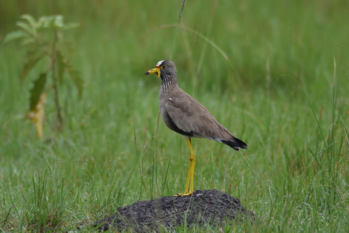 Wattled Lapwing - ML147466041