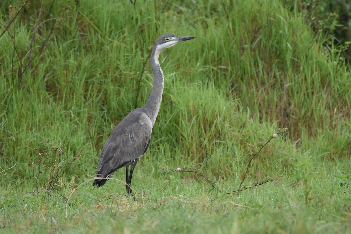 Black-headed Heron - Santiago Caballero Carrera