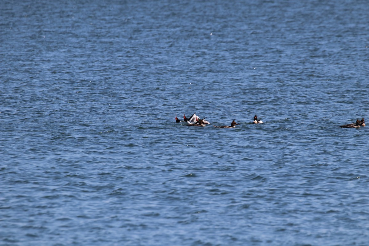 Red-breasted Merganser - ML147467531