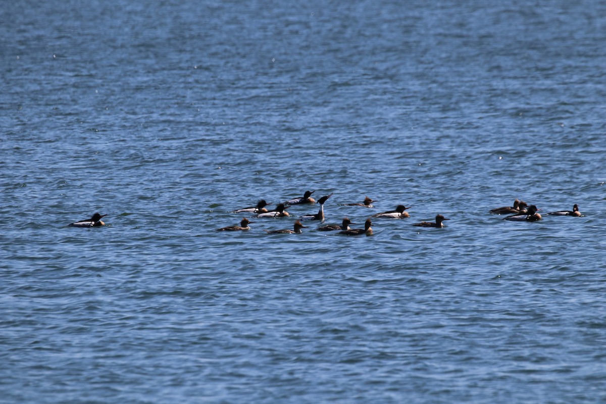 Red-breasted Merganser - ML147467731