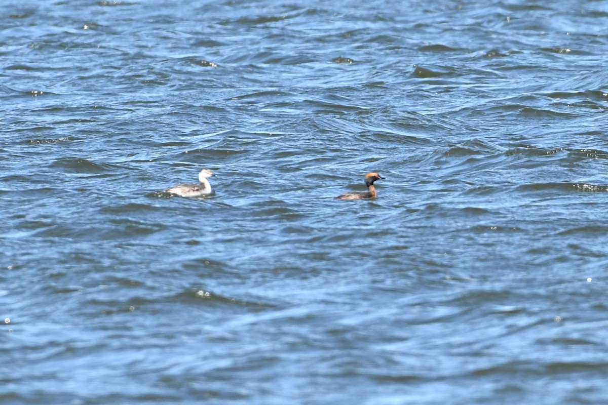 Horned Grebe - ML147468551