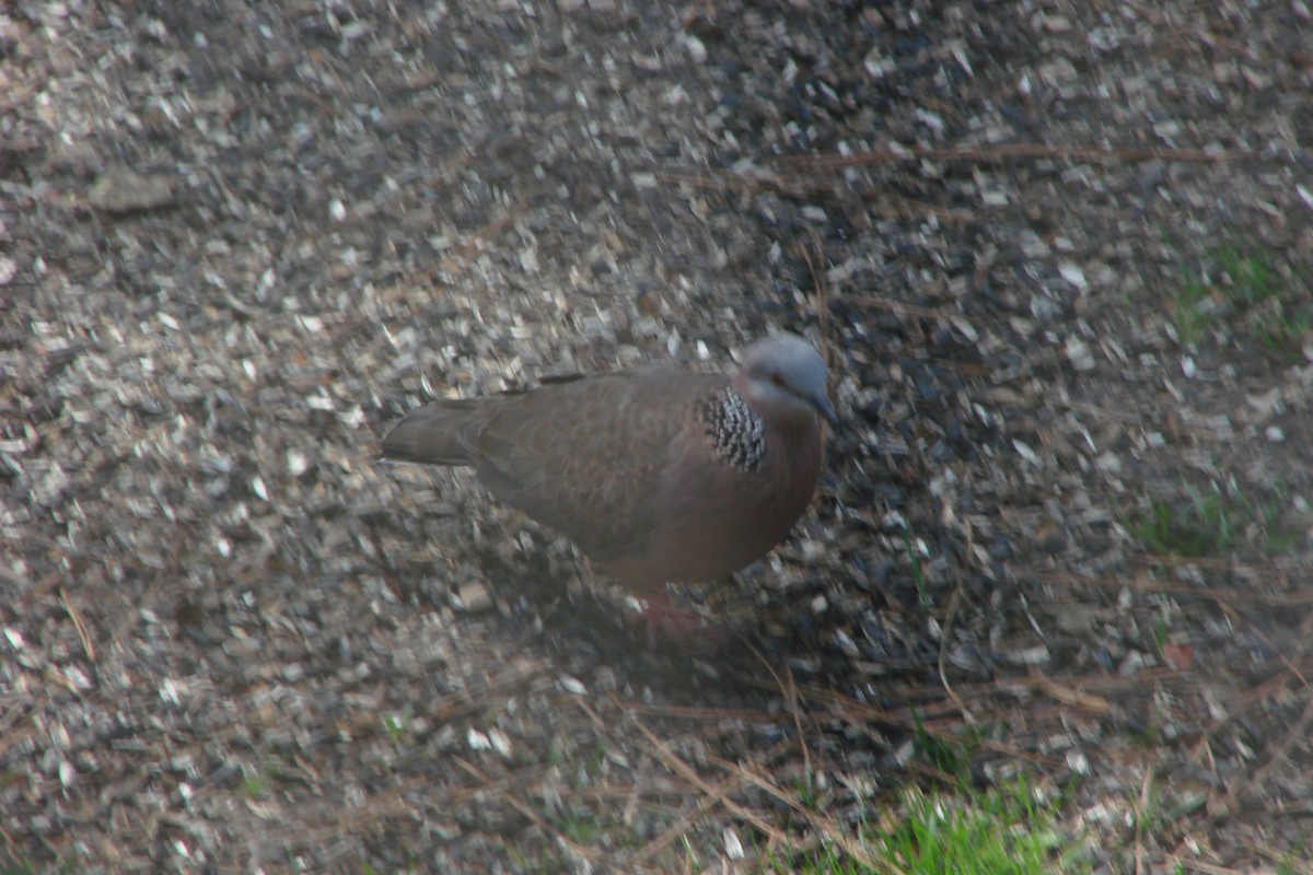 Spotted Dove - ML147468571