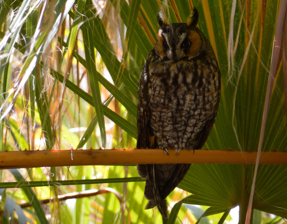 Long-eared Owl - ML147468941