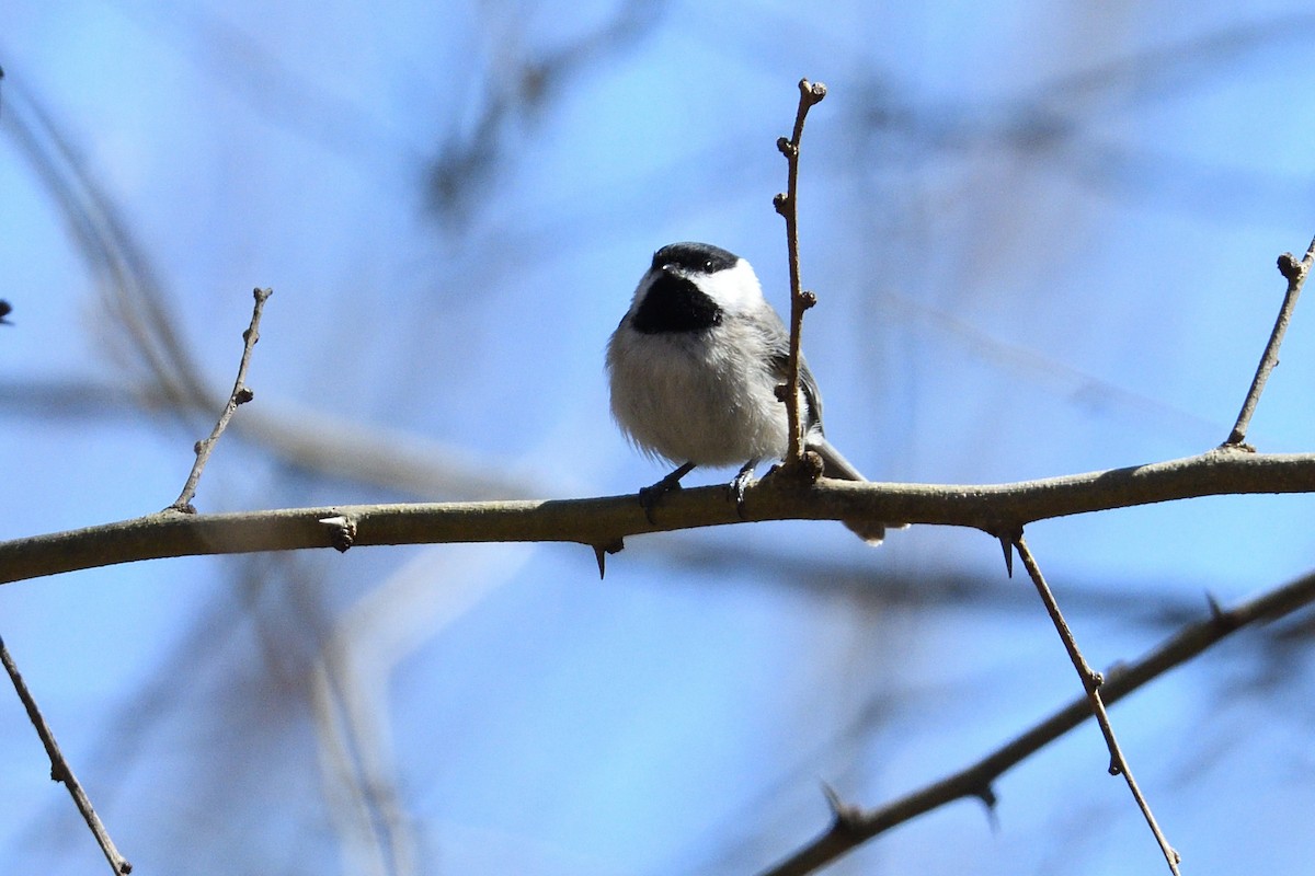 Carolina Chickadee - Barry Blust