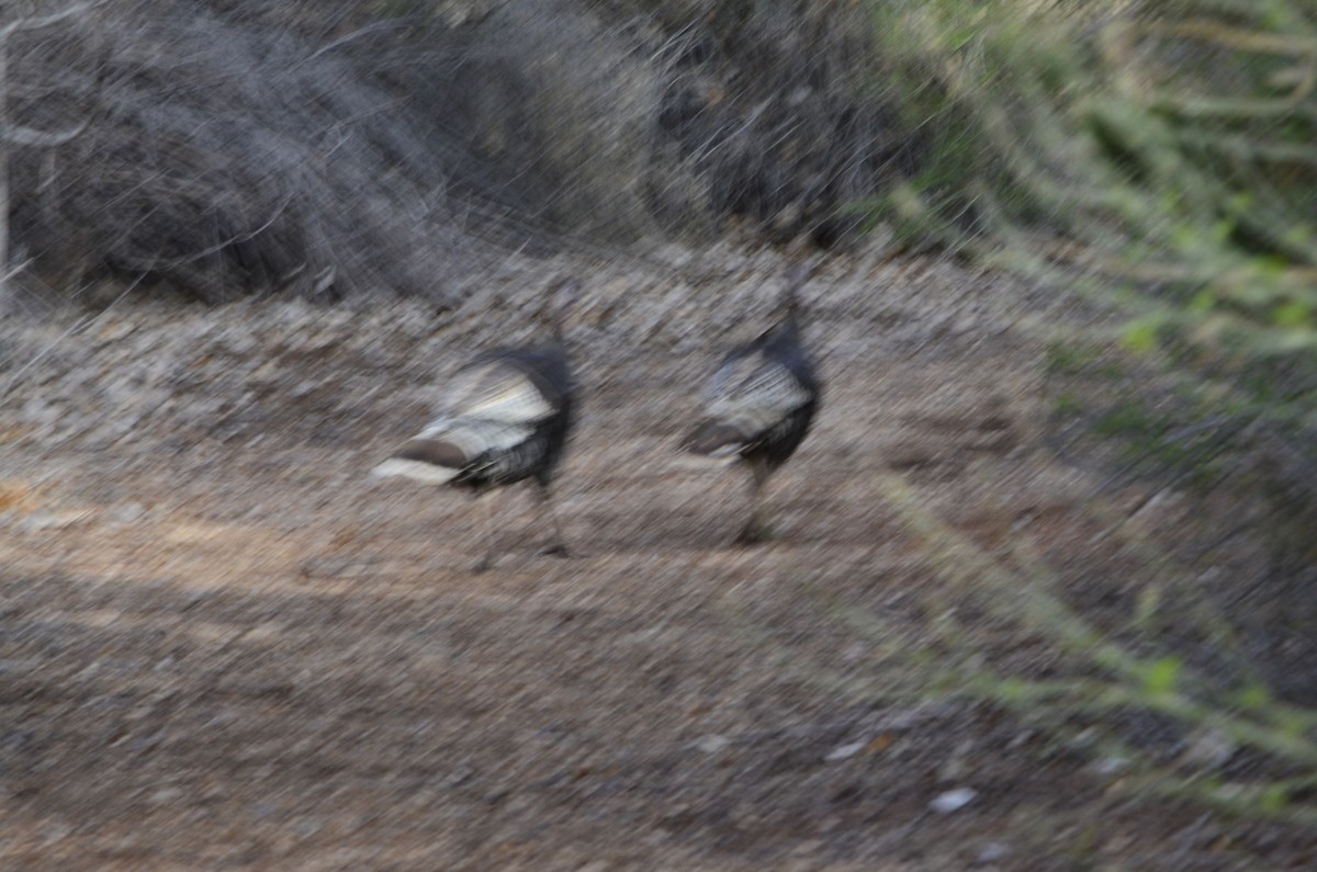 Wild Turkey - ML147469651