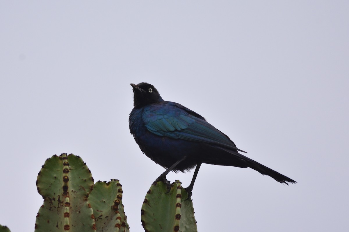 Rüppell's Starling - Santiago Caballero Carrera