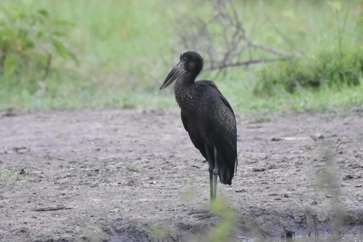 African Openbill - ML147469961