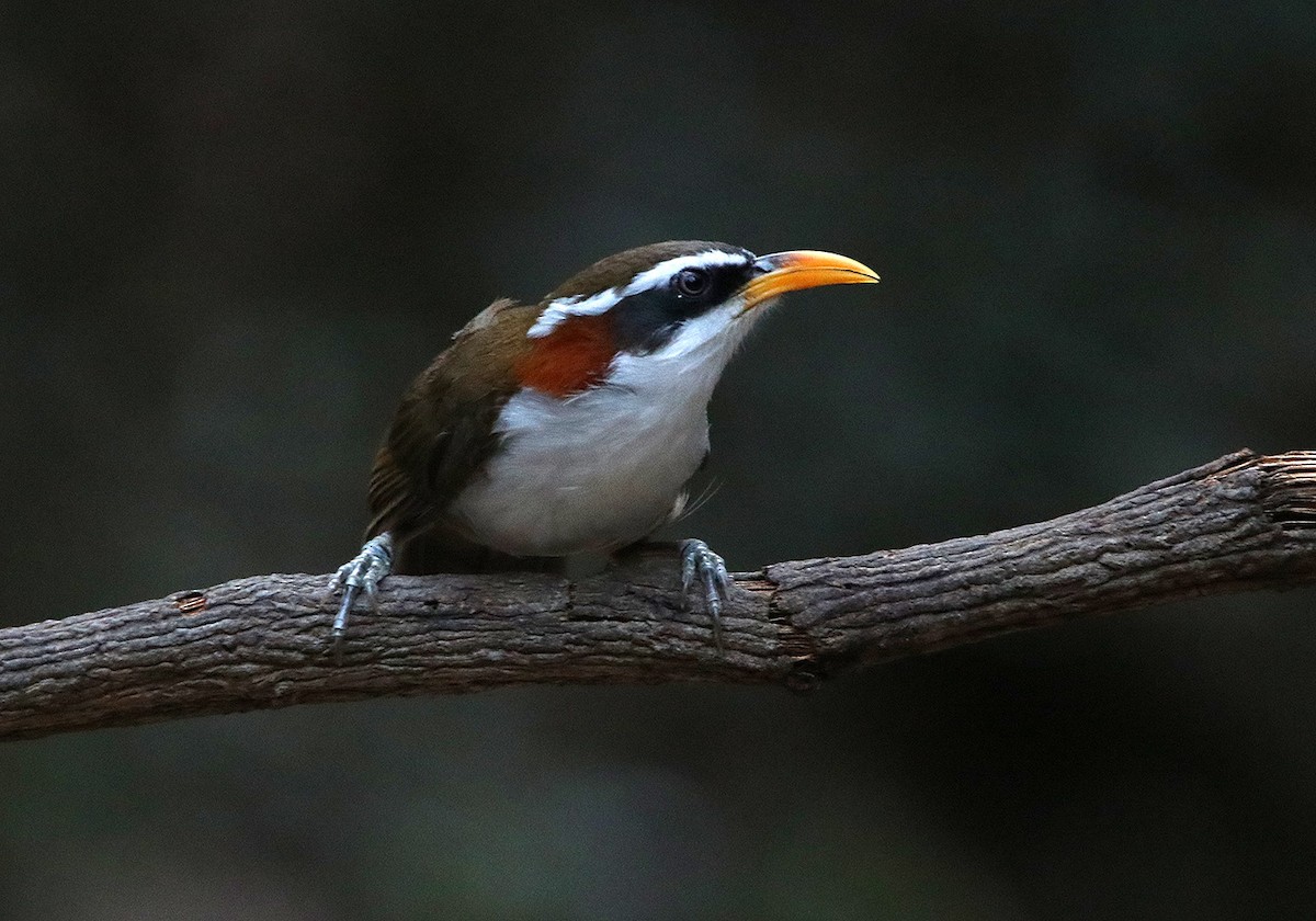 White-browed Scimitar-Babbler - Tim Avery