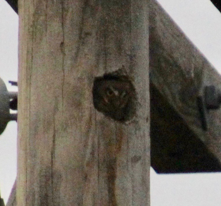 Elf Owl - Joyce & David Stevens/Kuceyeski