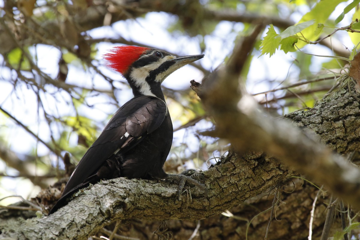 Pileated Woodpecker - Anne Ruben