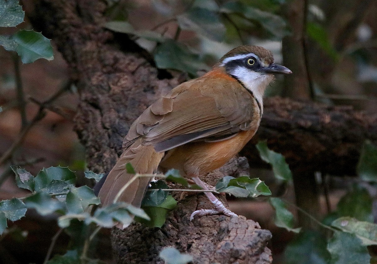 Lesser Necklaced Laughingthrush - ML147470431