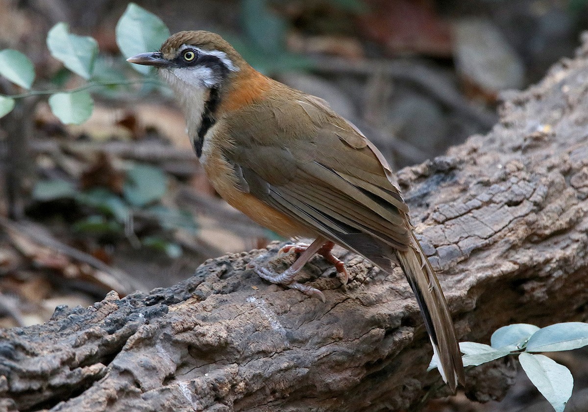 Lesser Necklaced Laughingthrush - ML147470451