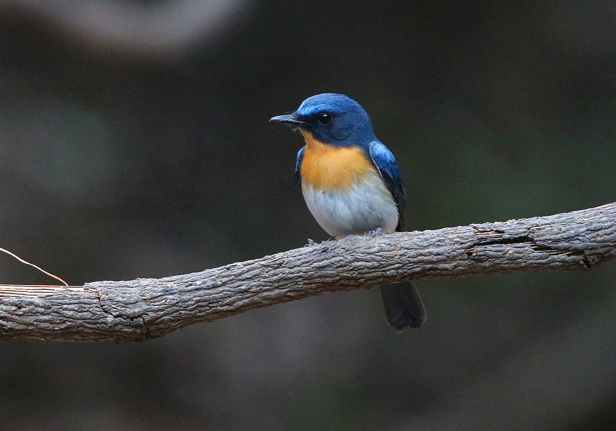 Indochinese Blue Flycatcher - Tim Avery