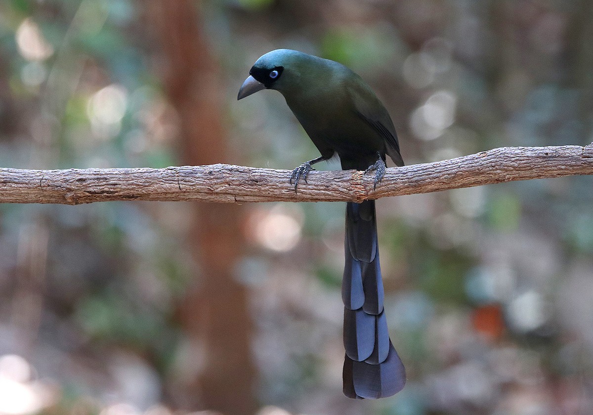 Racket-tailed Treepie - ML147470731