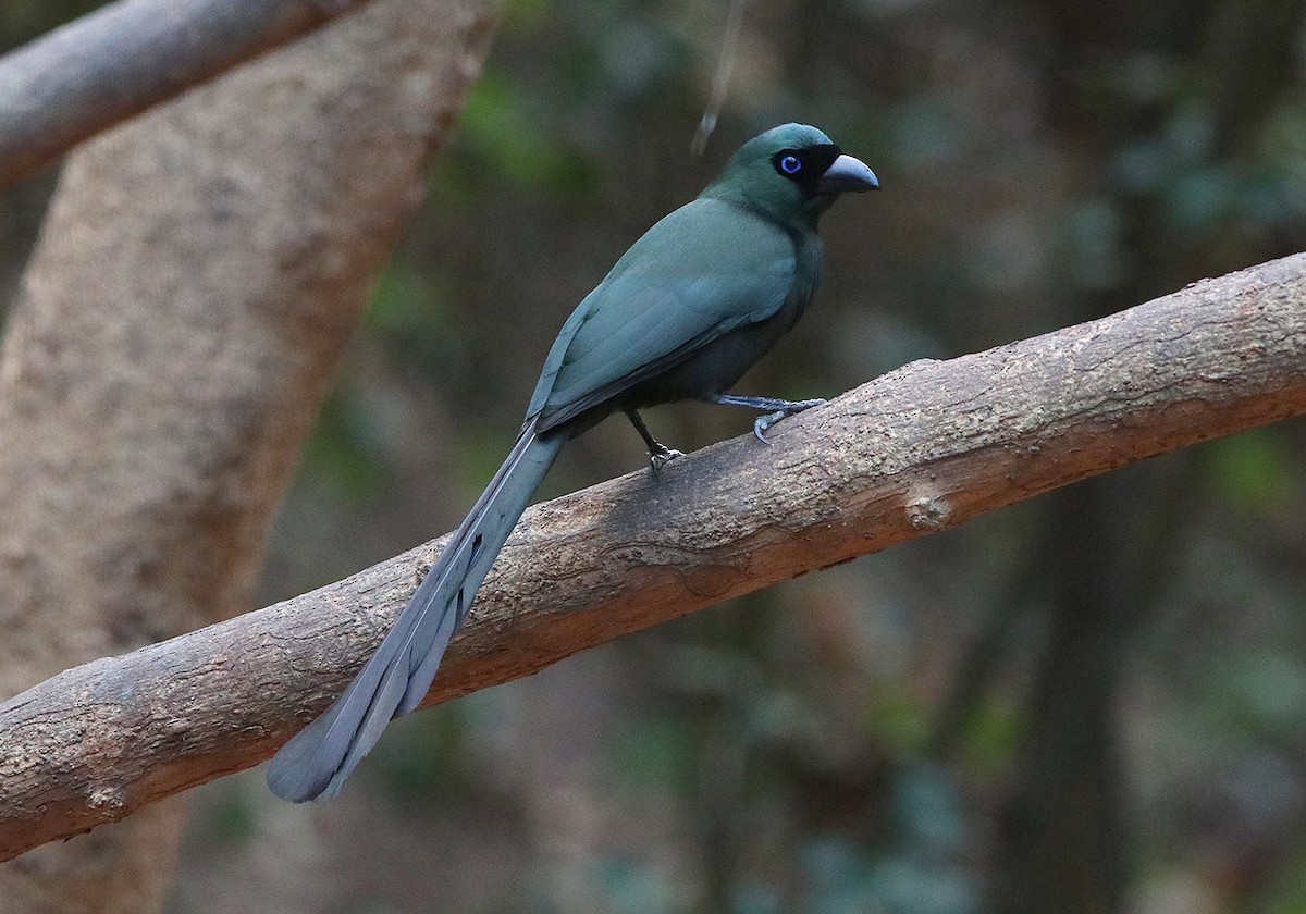 Racket-tailed Treepie - ML147470741